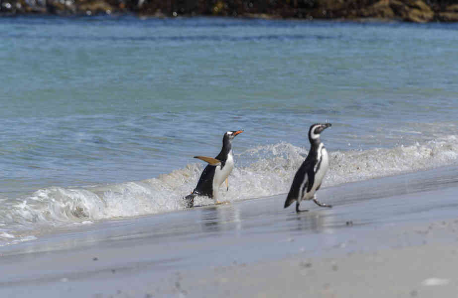 Pingüino de Magallanes - islas Falkland o Malvinas 19.jpg